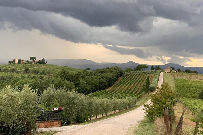 Montepulciano: Wine Tour and Tasting - Vineyard and Winery Tour