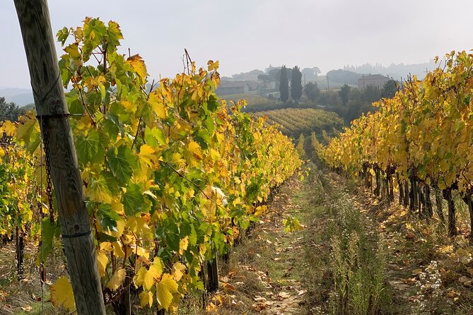 Montepulciano: Wine Tour and Tasting - Accessibility and Important Notes