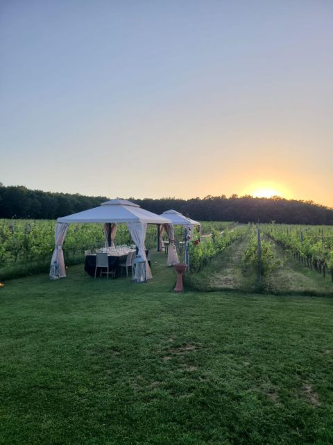 Montepulciano: Winery Tour, Tasting, and Vineyard Picnic - Highlights of the Experience