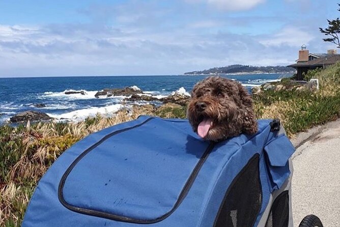 Monterey 17-Mile Drive Electric Bike Guided Tour - Meeting and Pickup