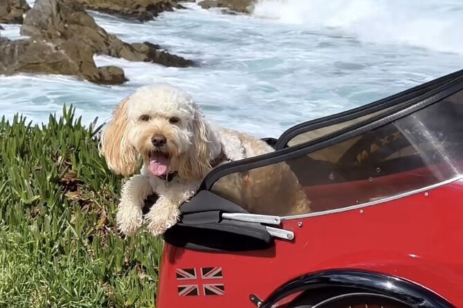 Monterey Bay Famous Dog Friendly Electric Bike and Sidecar Tour - Tour Participation and Limitations