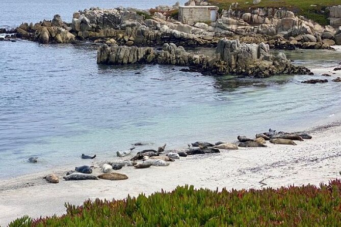 Monterey Bay Famous Dog Friendly Electric Bike and Sidecar Tour - Capturing Memorable Moments