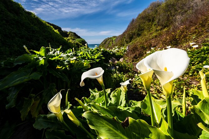 Monterey, Carmel, 17 Mile Drive, Bixby Bridge 5 Hrs From Monterey - Exploring Monterey