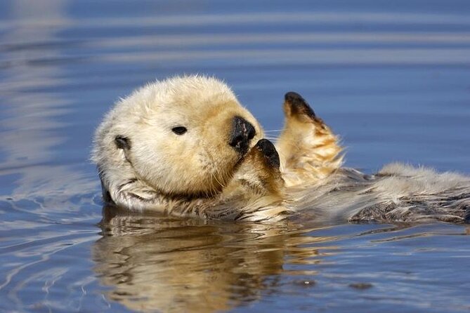 Monterey Carmel Big Sur Pebble Beach by Luxury Vehicle 6 Hrs~ - Accessibility and Participation