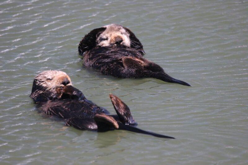 Monterey: Monterey Bay Dolphin and Whale Watching Boat Tour - Key Points