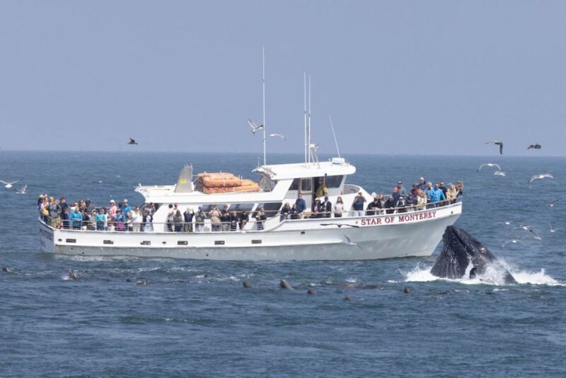 Monterey: Monterey Bay Dolphin and Whale Watching Boat Tour - Wildlife Experience