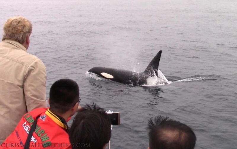 Monterey: Monterey Bay Dolphin and Whale Watching Boat Tour - Whale Migration Patterns