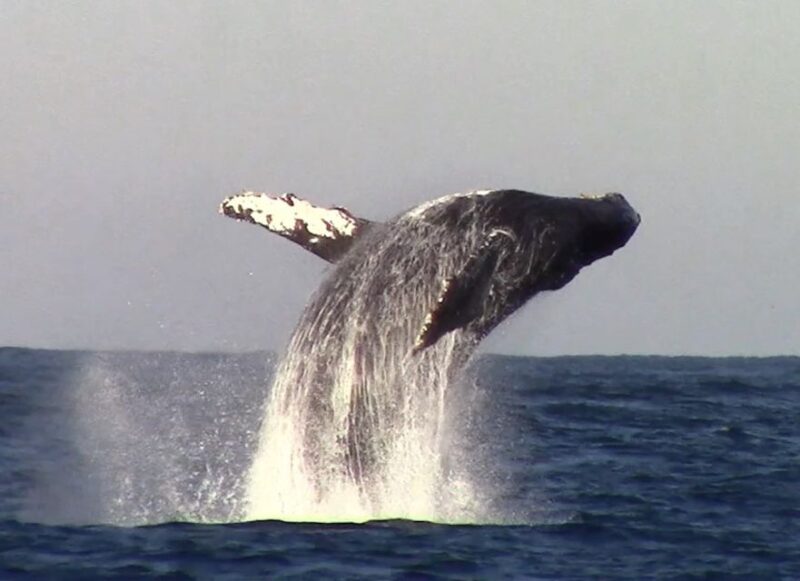 Monterey: Monterey Bay Dolphin and Whale Watching Boat Tour - Preparing for the Tour