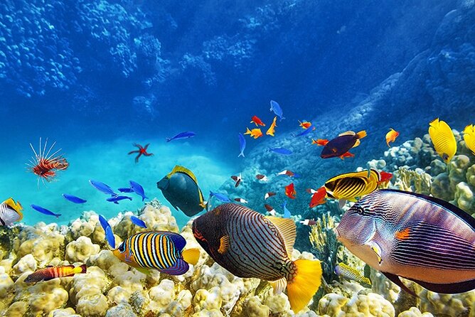 Monterey: Ocean Paradise, Trolley and Walking Tour - Pricing and Availability
