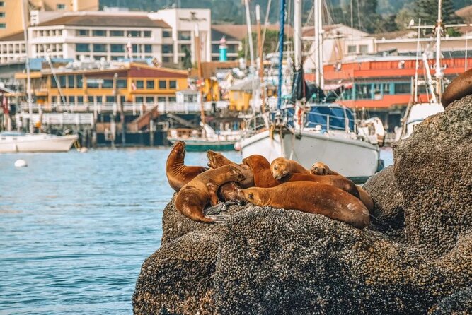 Monterey: Ocean Paradise, Trolley and Walking Tour - Traveler Feedback