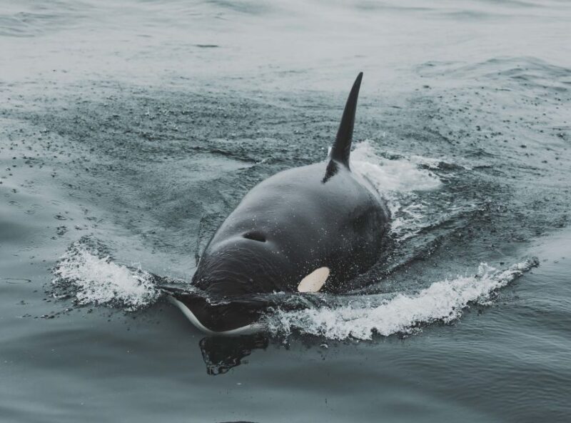 Monterey: Sunset Whale Watching Cruise With a Guide - Wildlife and Learning