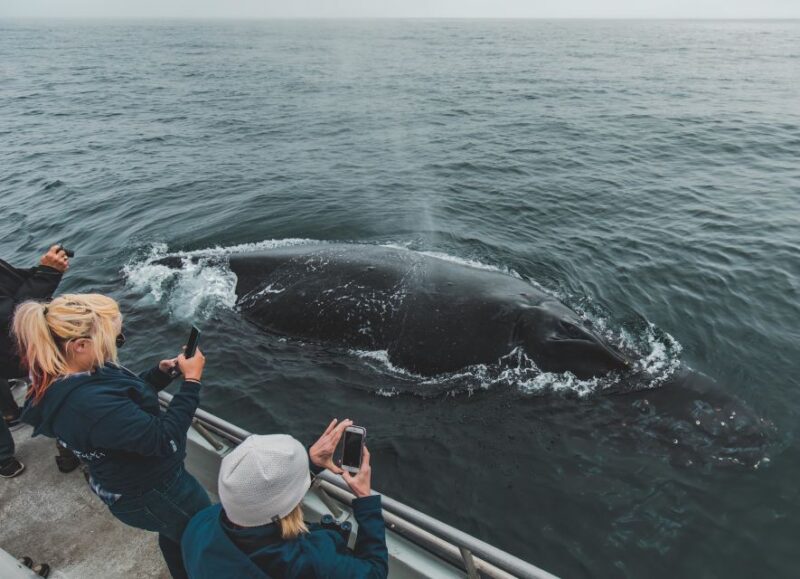 Monterey: Sunset Whale Watching Cruise With a Guide - Meeting and Parking