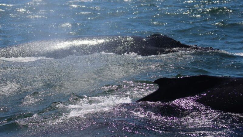 Monterey: Sunset Whale Watching Cruise With a Guide - Customer Feedback