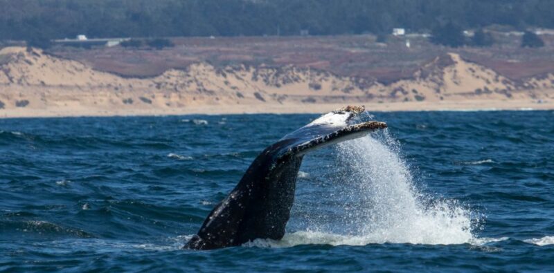 Monterey: Sunset Whale Watching Cruise With a Guide - Free Cancellation Policy