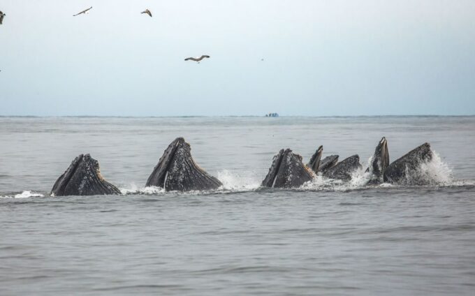 Monterey: Sunset Whale Watching Cruise With a Guide - Educational Experience Led by Guide