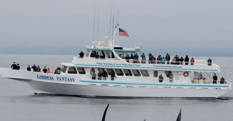 Monterey: Whale Watching Cruise - Wildlife Experience