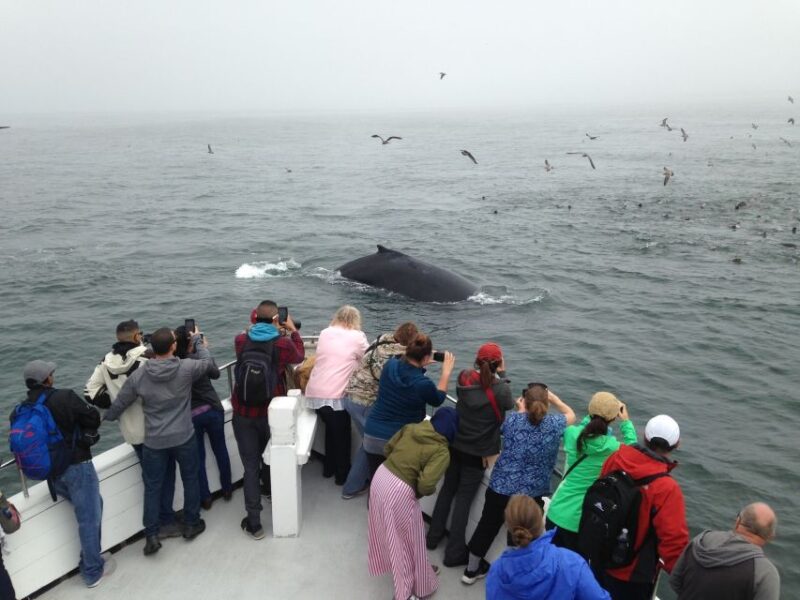 Monterey: Whale Watching Cruise - Unique Features of Monterey Bay