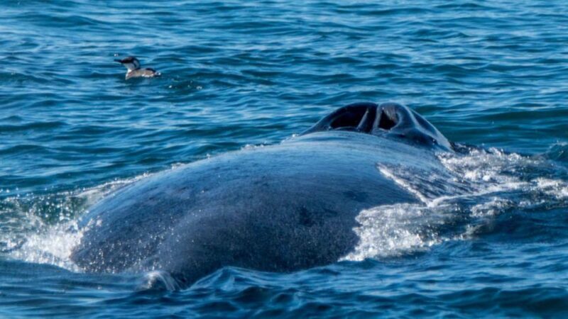 Monterey: Whale Watching Cruise - Meeting Point and Preparation