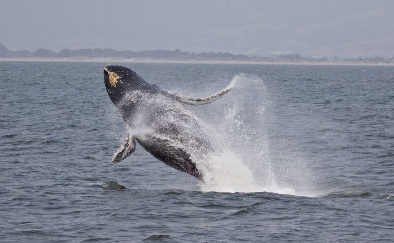 Monterey: Whale Watching Cruise - Customer Feedback and Ratings