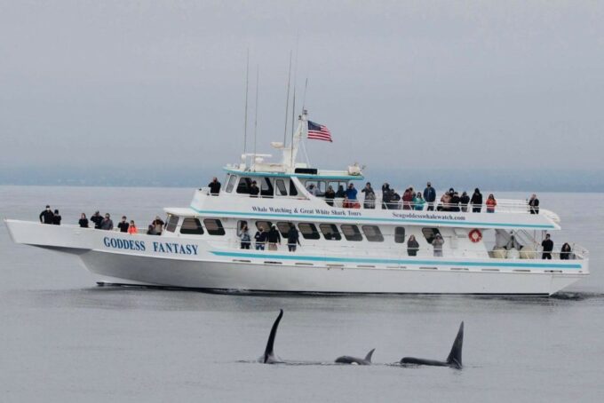 Monterey: Whale Watching Cruise - Marine Life and Sightings