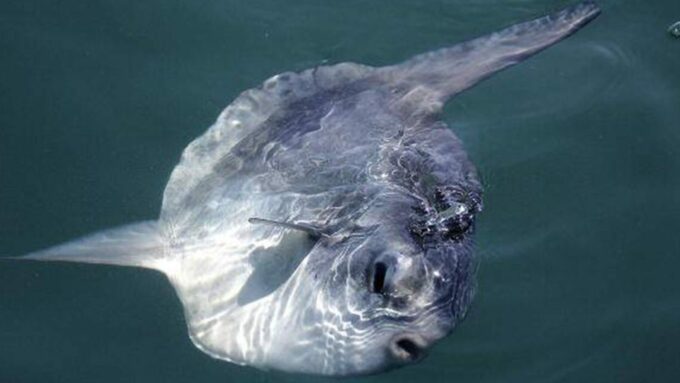 Monterey: Whale Watching Cruise - Frequently Asked Questions
