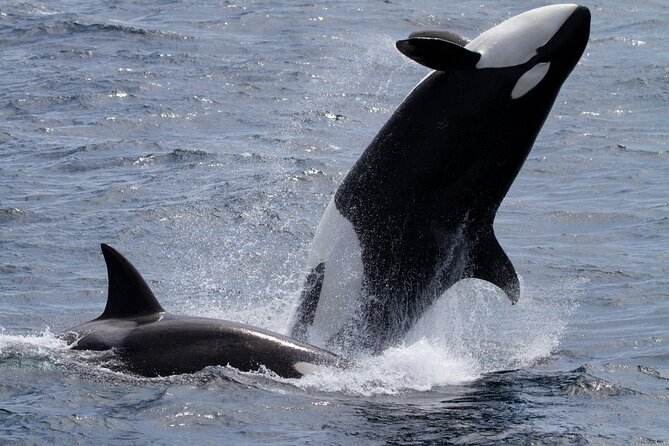 Monterey Whale Watching Tour - Upgrade Options