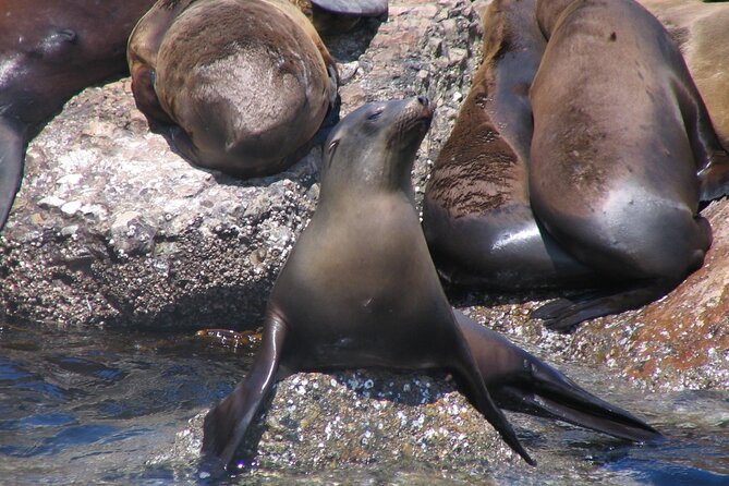 Monterey Whale Watching Tour - Important Considerations