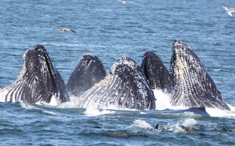 Monterey: Whale Watching Tour With a Marine Guide - Experience Highlights