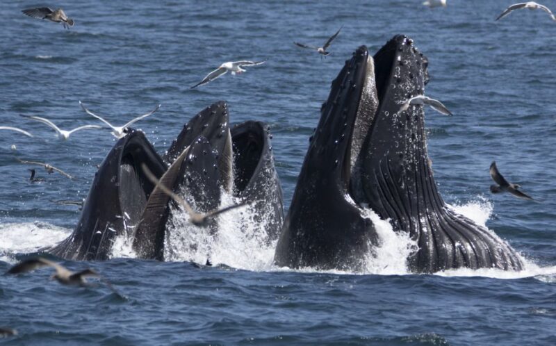 Monterey: Whale Watching Tour With a Marine Guide - Marine Wildlife Observation