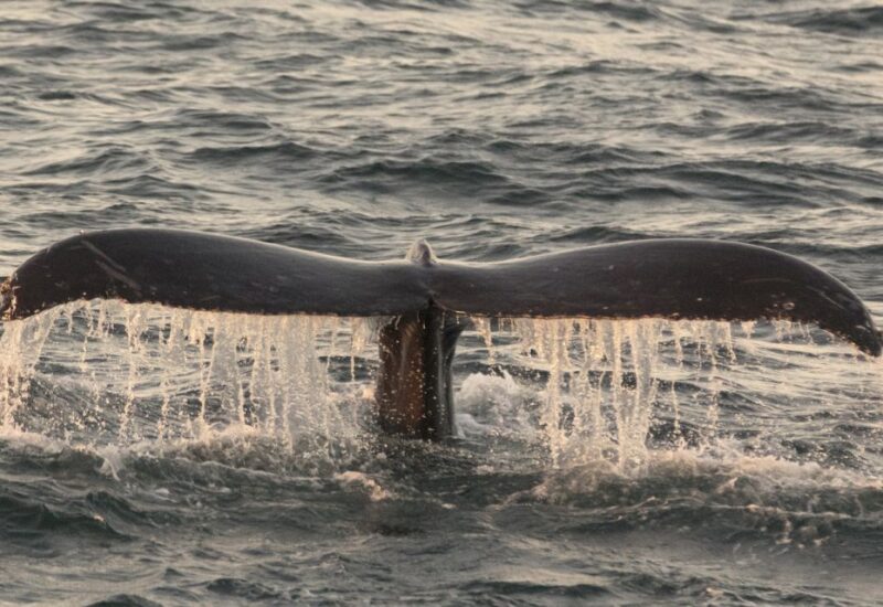 Monterey: Whale Watching Tour With a Marine Guide - Educational Wildlife Experiences