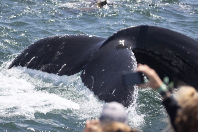 Monterey: Whale Watching Tour With a Marine Guide - Customer Feedback and Reviews