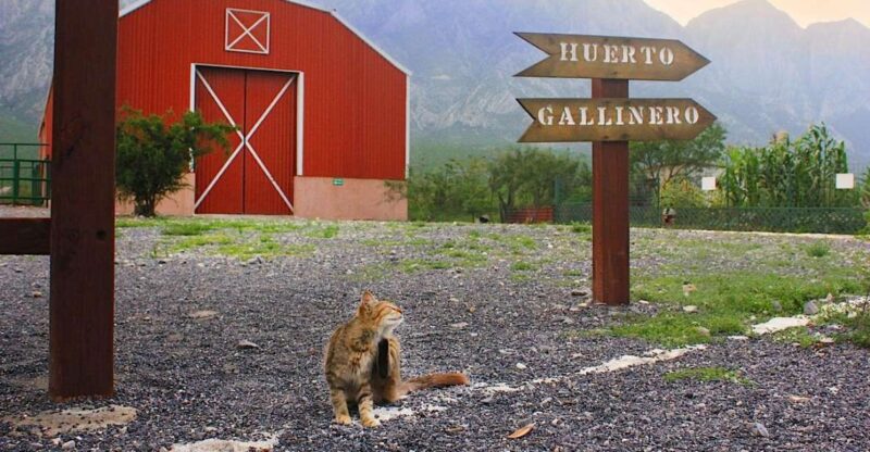 Monterrey: Zoological Adventure at Xenpal - Key Points