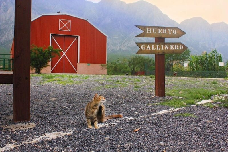 Monterrey: Zoological Adventure at Xenpal - Experience Highlights