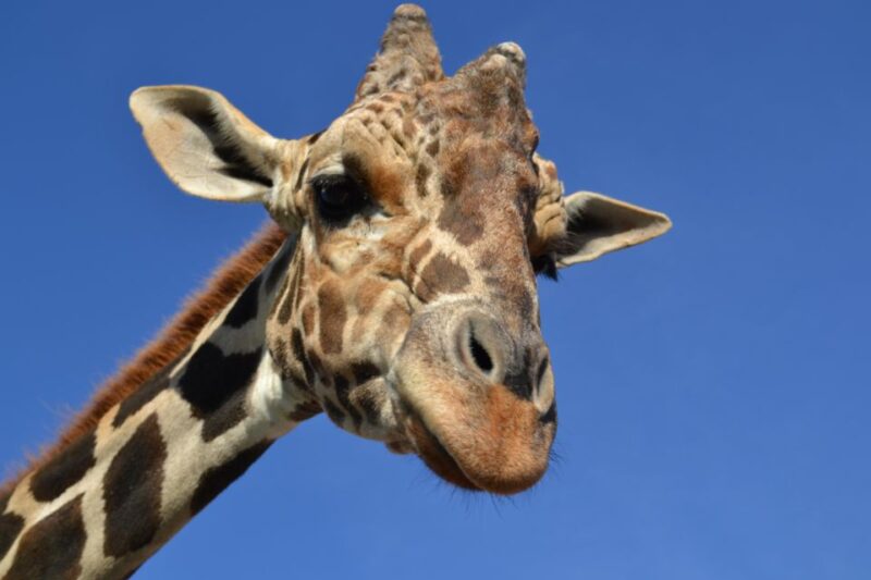 Monterrey: Zoological Adventure at Xenpal - Whats Included