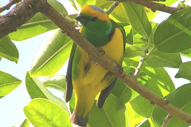 Monteverde Birdwatching Experience - Enhancing Birdwatching Skills