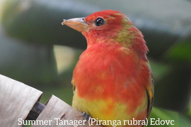 Monteverde Birdwatching Guided Tour - Guided Birdwatching Experience