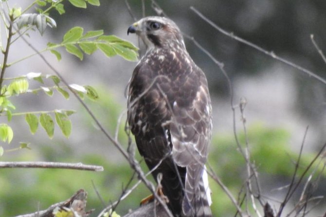 Monteverde Birdwatching Guided Tour - Knowledgeable Tour Guide