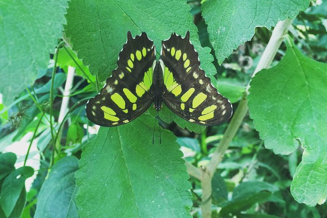 Monteverde Butterfly Gardens Tour - Key Points