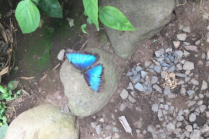 Monteverde Butterfly Gardens Tour - Highlights of the Tour Experience