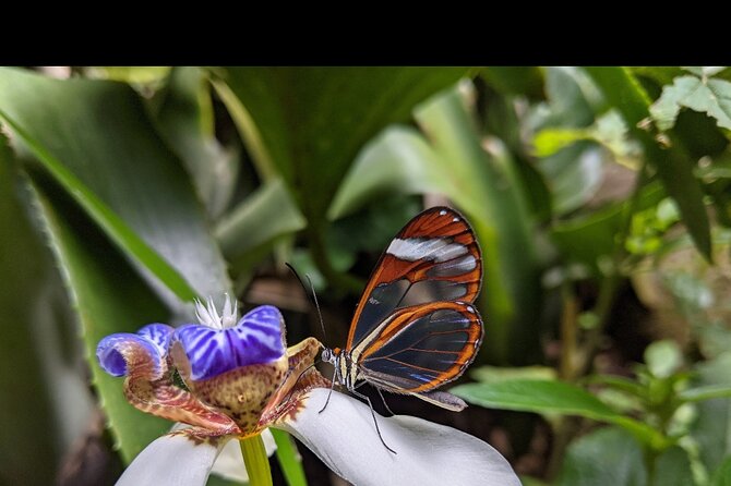 Monteverde Butterfly Gardens Tour - Meeting Point and Transportation Options