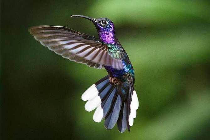 Monteverde Cloud Forest and Hanging Bridges in Selvatura Tour From San Jose - Dining and Wildlife
