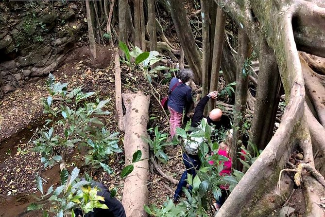 Monteverde Cloud Forest Authentic Experience - Strangler Fig Tree