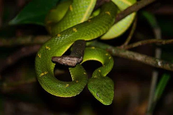 Monteverde Cloud Forest Guided Night Walk - Abundant Wildlife