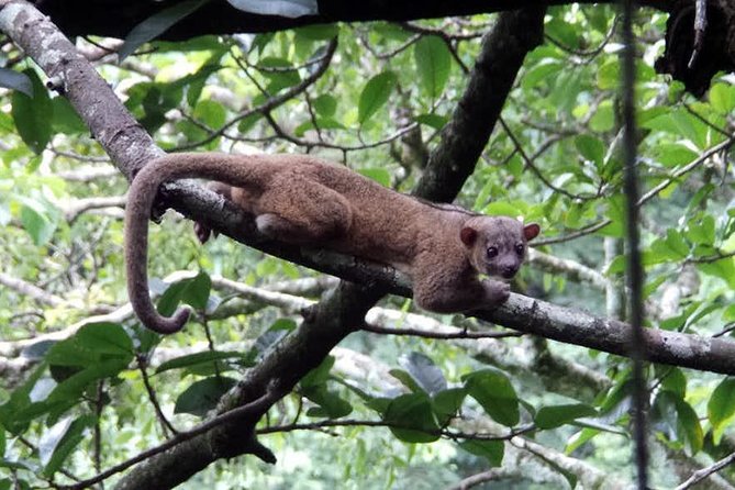 Monteverde Cloud Forest Guided Night Walk - Nocturnal Adventure