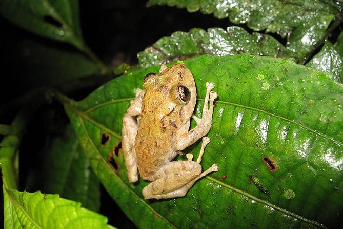 Monteverde Cloud Forest Guided Night Walk - Guided Experience