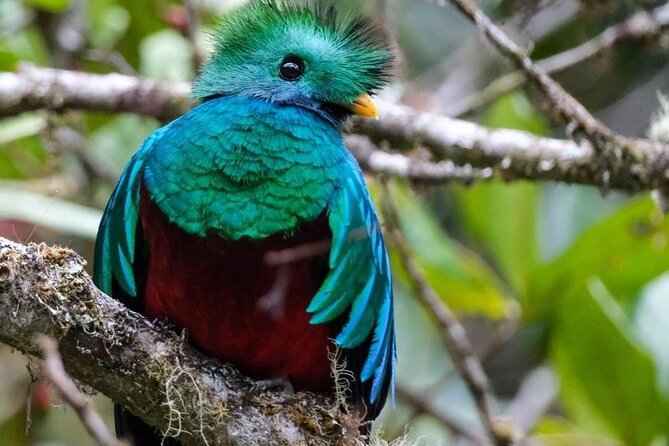Monteverde Cloud Forest Guided Tour. - Key Points