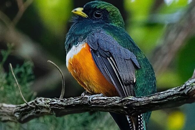 Monteverde Cloud Forest Guided Tour. - Inclusions and Expectations