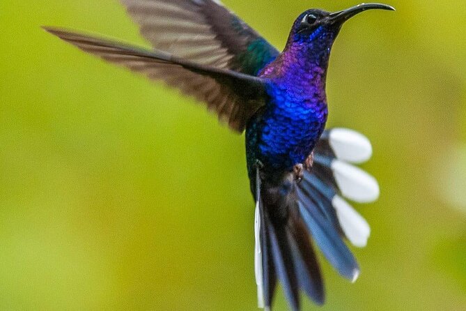 Monteverde Cloud Forest Guided Tour. - Meeting and Pickup Details