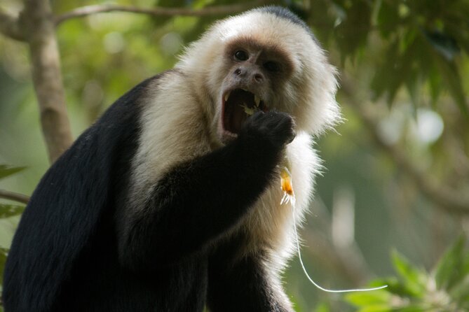 Monteverde Cloud Forest Guided Tour - Traveler Feedback