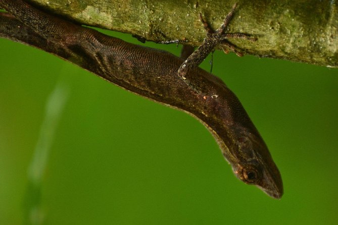 Monteverde Cloud Forest GUIDED Walk and Hummingbird Sanctuary - Telescope for Spotting Species